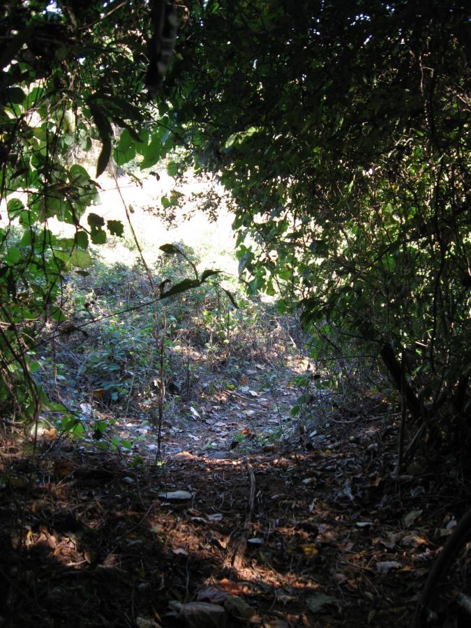 A view into a dense thicket, showing a narrow path leading into the greenery. Sunlight filters through the leaves, illuminating the area beyond. The ground is covered with fallen leaves and small plants, creating a natural and serene atmosphere. Chase Street mountain bike trail.