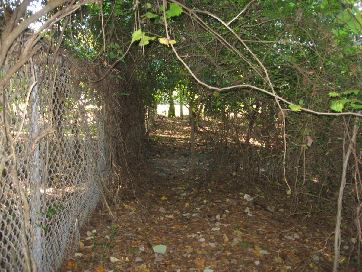 A narrow, overgrown pathway surrounded by tangled vines and foliage, leading through a chain-link fence. The ground is covered with fallen leaves, and the light filters gently through the greenery, creating a secluded and natural atmosphere. Chase Street mountain bike trail.