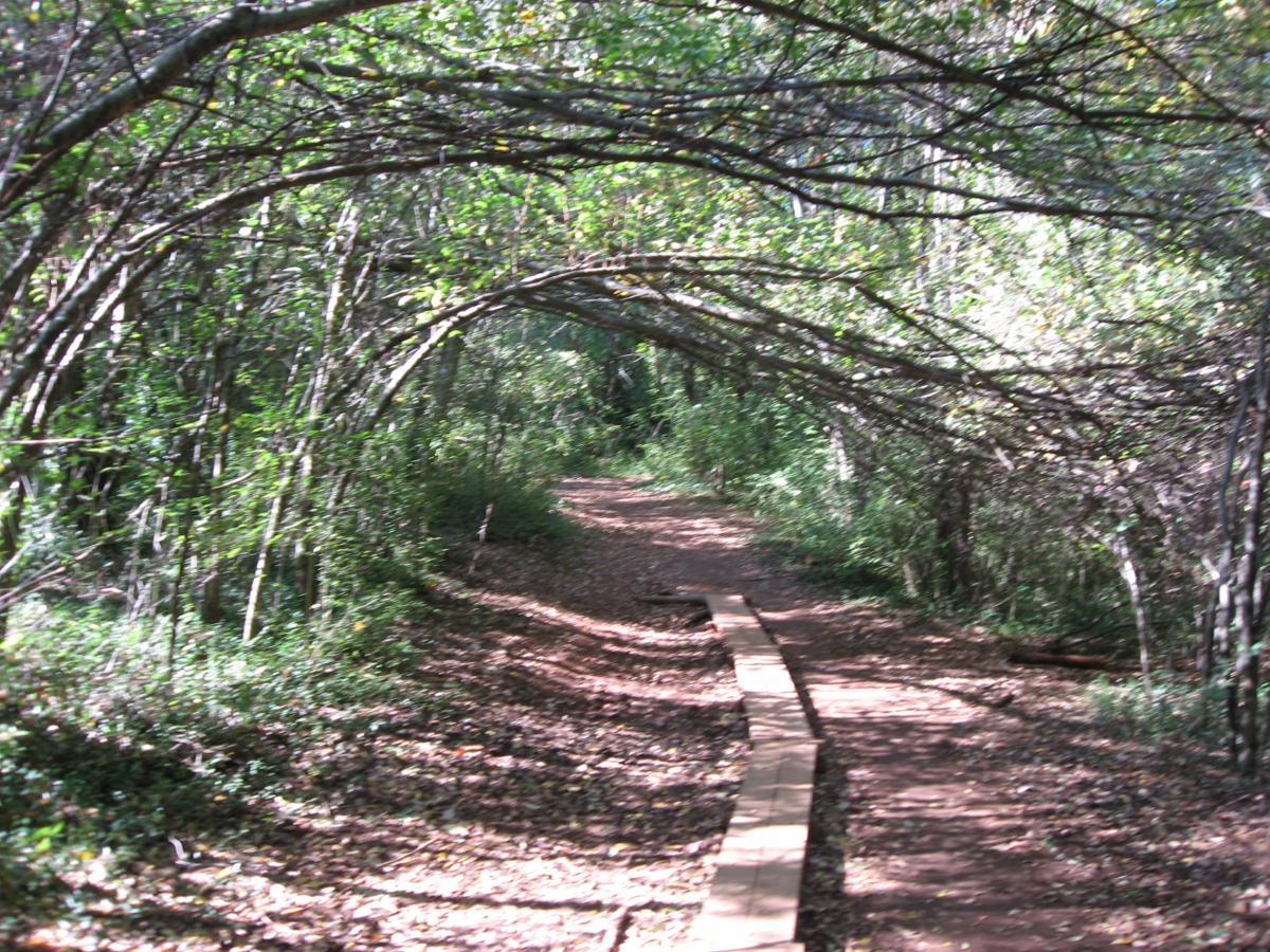 A narrow path winding through a lush forest, with branches arching overhead to create a natural tunnel. The ground is lined with leaves and a wooden boardwalk runs along part of the trail, surrounded by greenery. Lake Herrick mountain bike trail.
