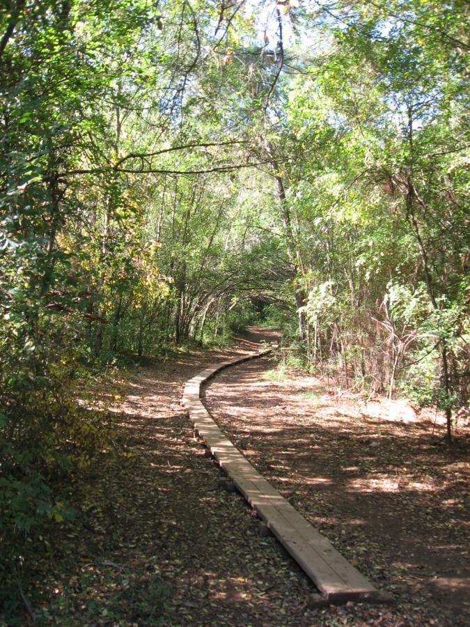 A winding wooden pathway through a lush green forest, surrounded by trees and dappled sunlight filtering through the leaves. The ground is covered in fallen leaves, adding to the natural ambiance of the serene outdoor setting. Lake Herrick mountain bike trail.