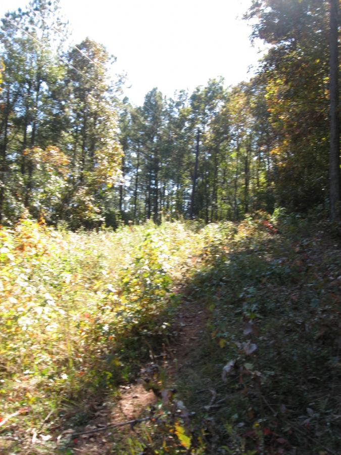 A sunlit forest scene featuring a narrow dirt path winding through tall grasses and various shrubs. The background is filled with trees, their leaves displaying autumn colors, creating a warm and inviting atmosphere. Lake Herrick mountain bike trail.
