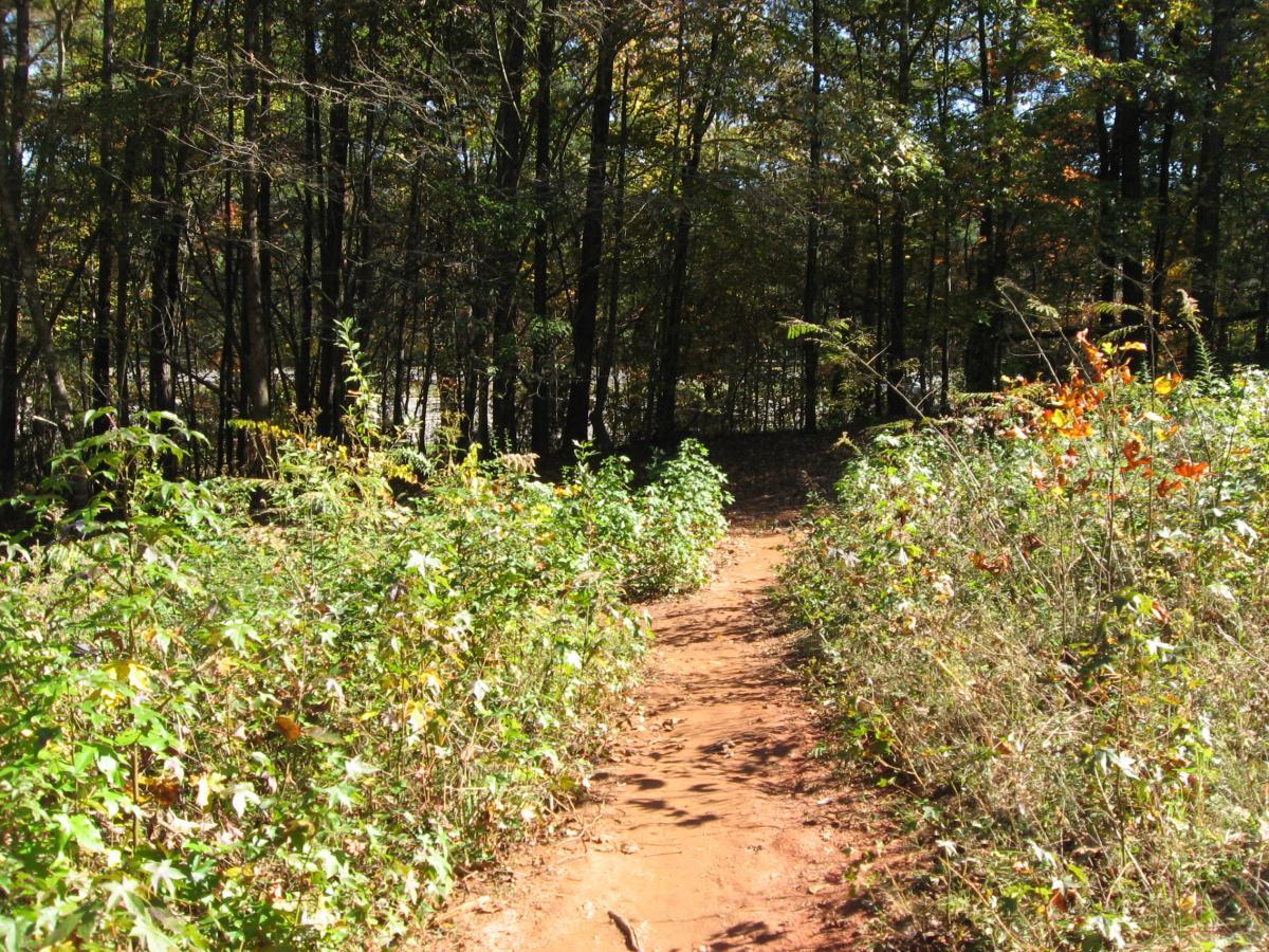 A dirt path winding through a forest, surrounded by greenery and wildflowers, with trees in the background showing hints of fall foliage. The scene is cheerful and bright, illuminated by sunlight filtering through the leaves. Lake Herrick mountain bike trail.