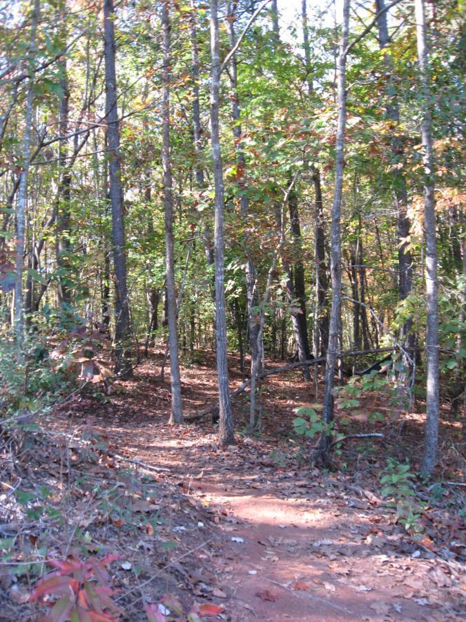 A winding dirt path surrounded by tall trees and autumn foliage, leading into a lush forest. The ground is covered with fallen leaves, creating a serene, natural atmosphere. Lake Herrick mountain bike trail.