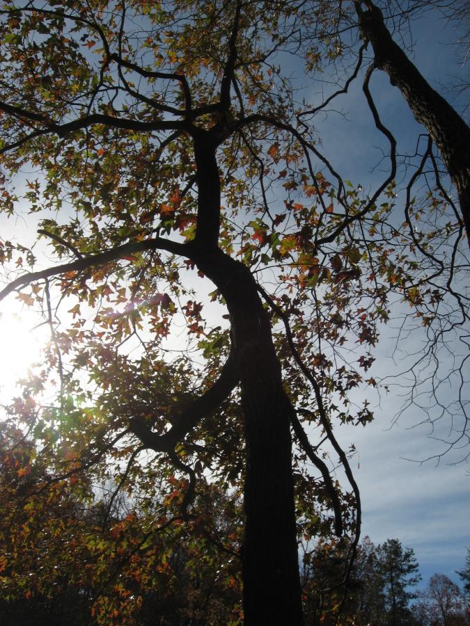 A silhouette of a tree with vibrant autumn leaves against a bright sky. The sunlight filters through the branches, creating a warm atmosphere with hints of green, yellow, and orange in the foliage. Lake Russell Loop mountain bike trail.