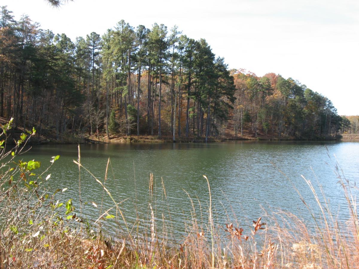 A serene view of a calm lake surrounded by tall pine trees, with hints of autumn foliage on the shore. The water reflects the greenery and distant trees under a clear sky. Grassy plants and reeds frame the foreground. Lake Russell Loop mountain bike trail.