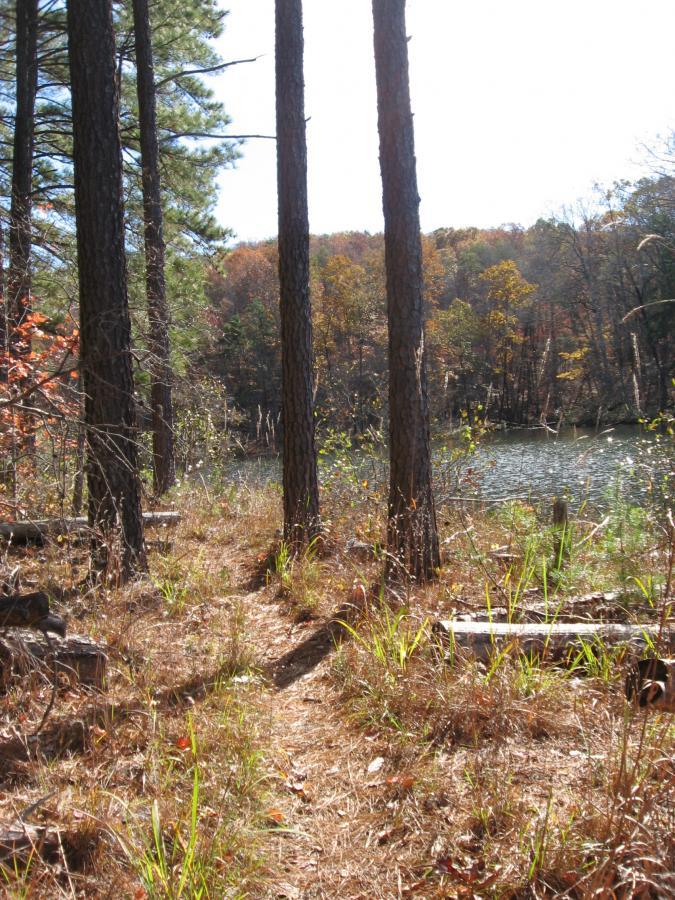 A serene forest path leading to a calm lake, framed by tall pine trees and colorful autumn foliage. The ground is covered with grass and fallen leaves, creating a peaceful natural setting. Lake Russell Loop mountain bike trail.