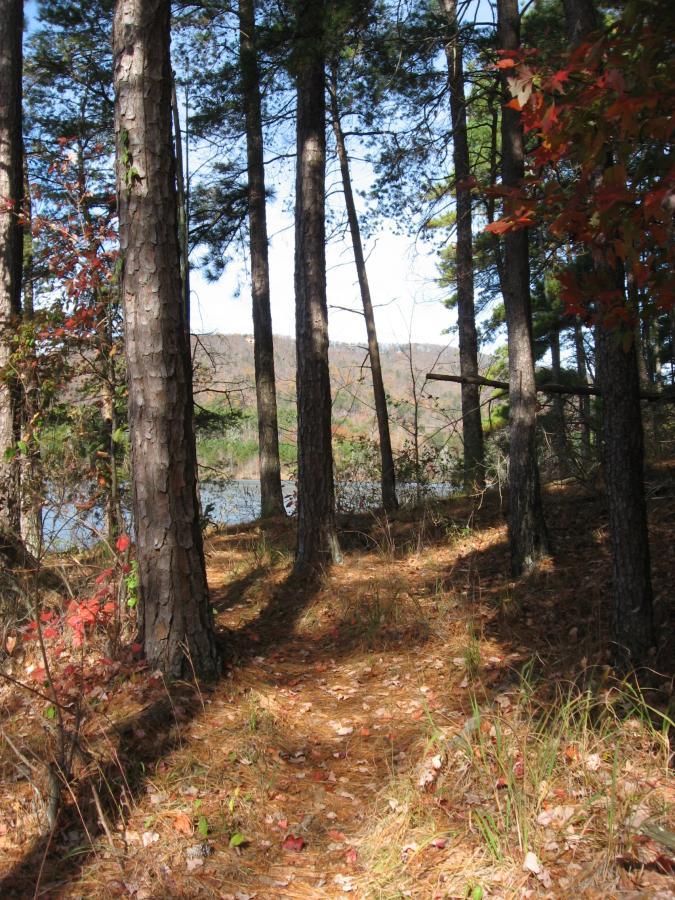 A serene forest scene featuring tall pine trees, with a dirt path lined by fallen leaves leading toward a body of water in the distance. The landscape is brightened by sunlight filtering through the branches, and hints of autumn foliage can be seen among the trees. Lake Russell Loop mountain bike trail.
