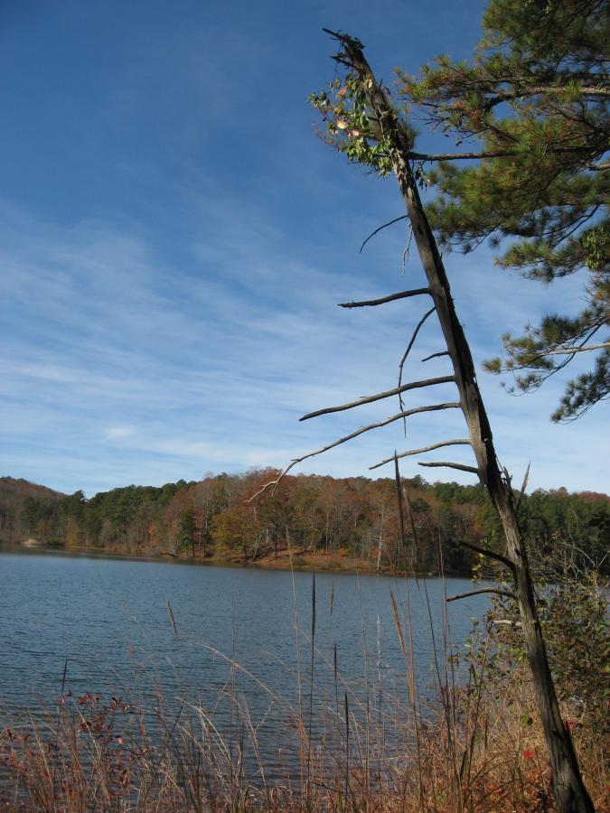 A serene lakeside view featuring a dead tree with jagged branches reaching upwards, surrounded by tall grasses and a calm body of water. In the background, rolling hills are adorned with autumn foliage under a clear blue sky. Lake Russell Loop mountain bike trail.