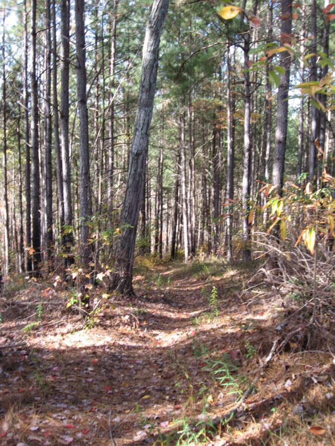 A wooded path winding through a forest, lined with tall trees and scattered autumn leaves on the ground. Sunlight filters through the branches, casting gentle shadows on the trail. Sourwood mountain bike trail.