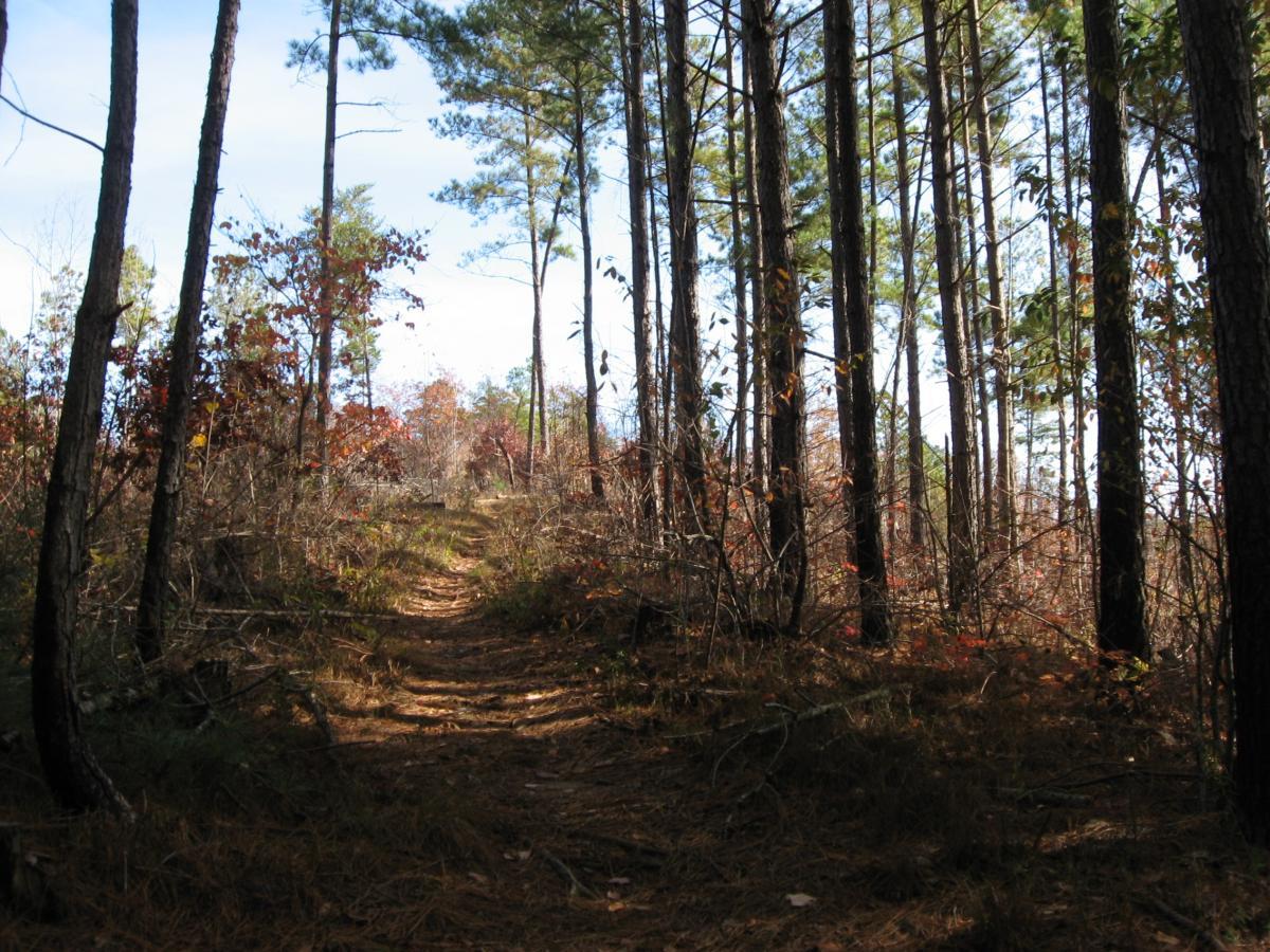 A winding dirt path leading through a forest, surrounded by tall trees and underbrush, with hints of autumn foliage scattered throughout. Sunlight filters through the branches, illuminating the scene under a clear blue sky. Sourwood mountain bike trail.