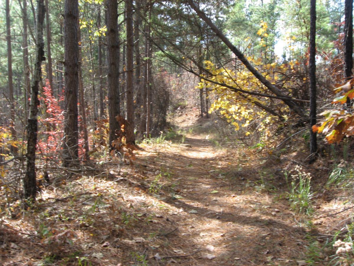 A winding dirt path through a forest, flanked by tall trees and seasonal foliage. The scene features a mix of green pines and colorful autumn leaves in shades of red and yellow, with patches of sunlight filtering through. The ground is covered in fallen leaves and pine needles, creating a serene, natural atmosphere. Sourwood mountain bike trail.