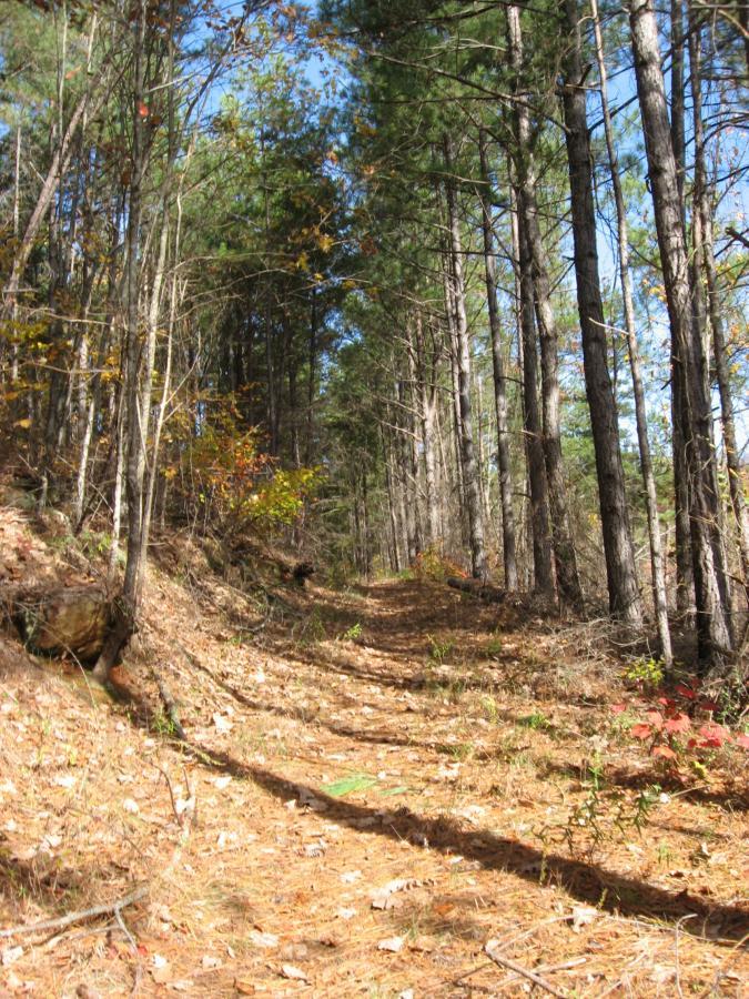 A serene forest path lined with tall trees, surrounded by pine needles and scattered autumn leaves, under a clear blue sky. Sourwood mountain bike trail.