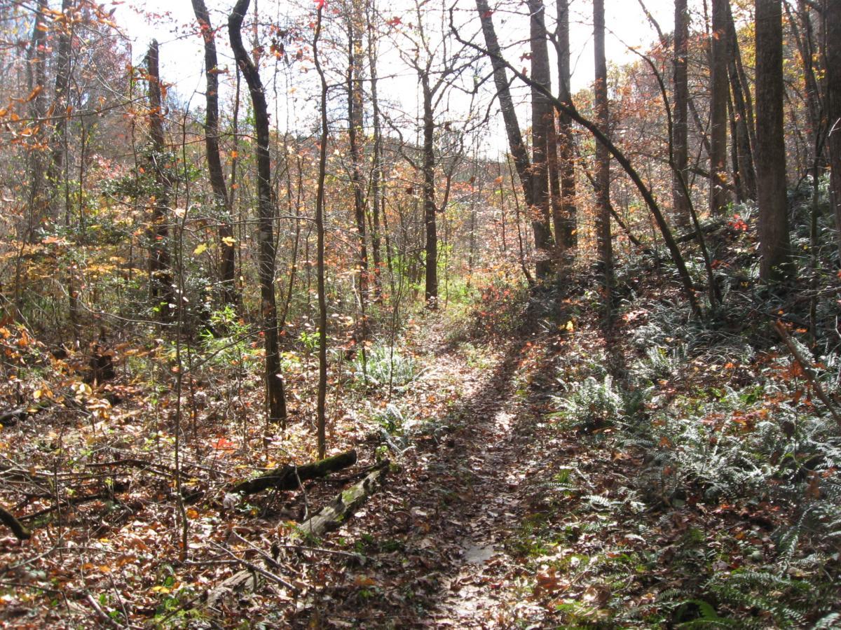 A peaceful forest trail surrounded by trees with autumn leaves, dappled sunlight filtering through the branches, and foliage lining the path. The ground is covered in fallen leaves and patches of ferns, creating a serene and inviting atmosphere. Sourwood mountain bike trail.