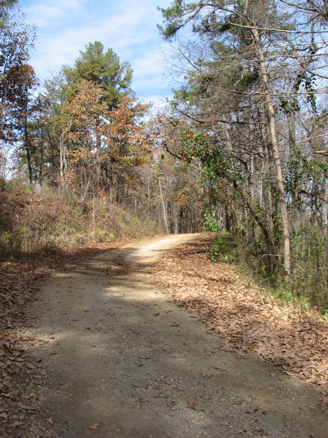 A winding dirt path surrounded by trees, with a mix of green and autumn-colored leaves scattered on the ground. The scene is brightened by a clear blue sky, indicating a sunny day in a wooded area. Currahee Mountain Road mountain bike trail.