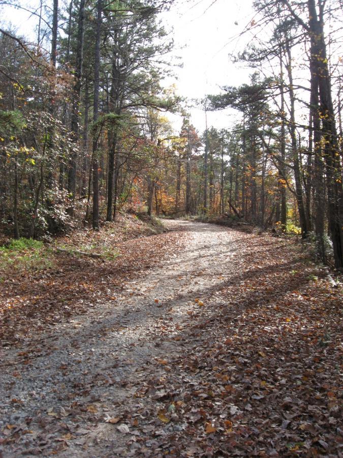 A winding dirt path surrounded by trees, with autumn leaves scattered on the ground, creating a peaceful and scenic atmosphere. Sunlight filters through the branches, highlighting the natural beauty of the wooded area. Currahee Mountain Road mountain bike trail.