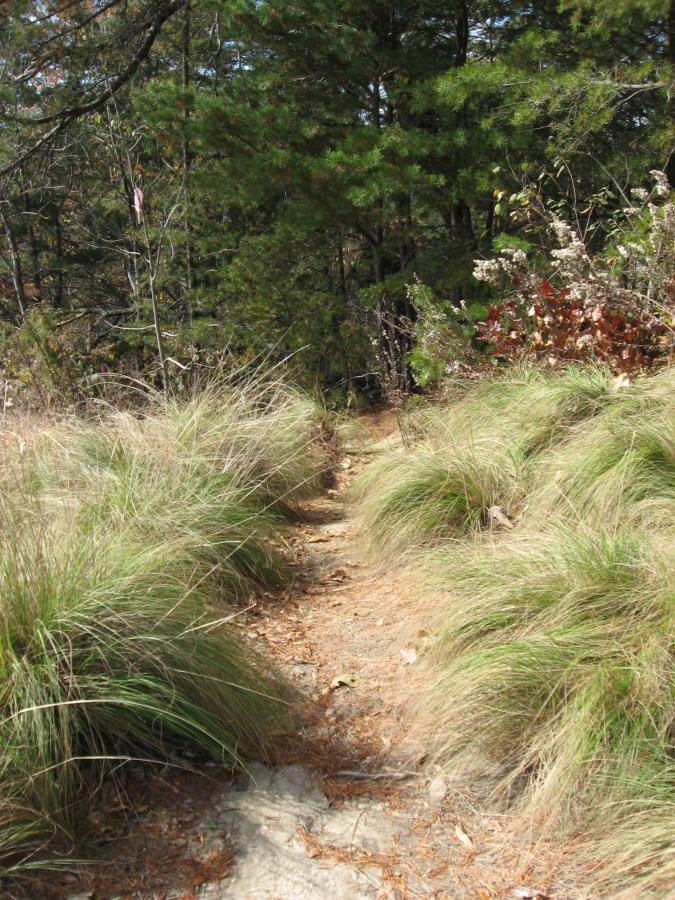 A narrow dirt path winding through tall grass and shrubs, surrounded by trees in a natural setting. Currahee Mountain Road mountain bike trail.