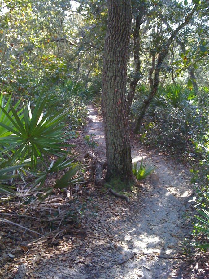 A natural forest trail winding through dense greenery, featuring a large tree on the left and various plants alongside the path, with sunlight filtering through the leaves. Spruce Creek Preserve mountain bike trail.