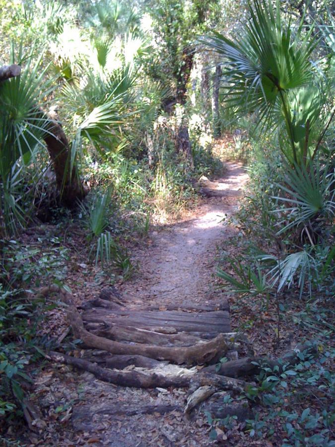 A narrow dirt path winding through a lush, green forest with palm leaves and underbrush. The path features a small log bridge made from fallen branches, leading deeper into the wooded area. Sunlight filters through the trees, illuminating the surroundings. Spruce Creek Preserve mountain bike trail.