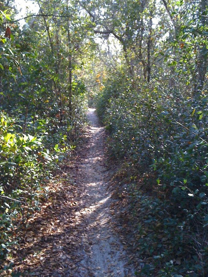 A narrow dirt path winding through a green, leafy forest, surrounded by dense vegetation and scattered fallen leaves. Sunlight filters through the tree canopy, creating a serene atmosphere. Spruce Creek Preserve mountain bike trail.