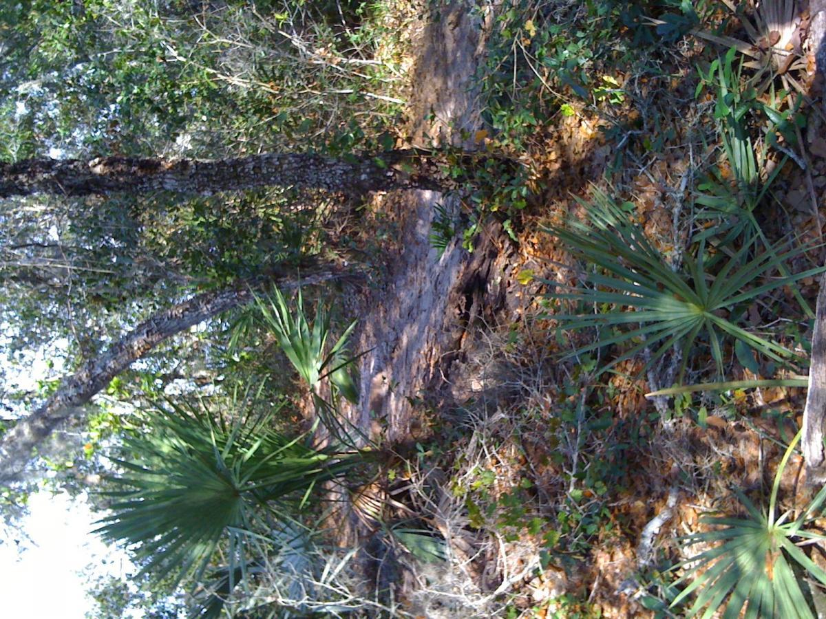 A natural landscape featuring a dense thicket of trees, shrubs, and palm-like plants. The scene includes a pathway partially obscured by fallen leaves and undergrowth, with sunlight filtering through the foliage. The overall atmosphere conveys a sense of tranquility in a wild, untamed environment. Spruce Creek Preserve mountain bike trail.