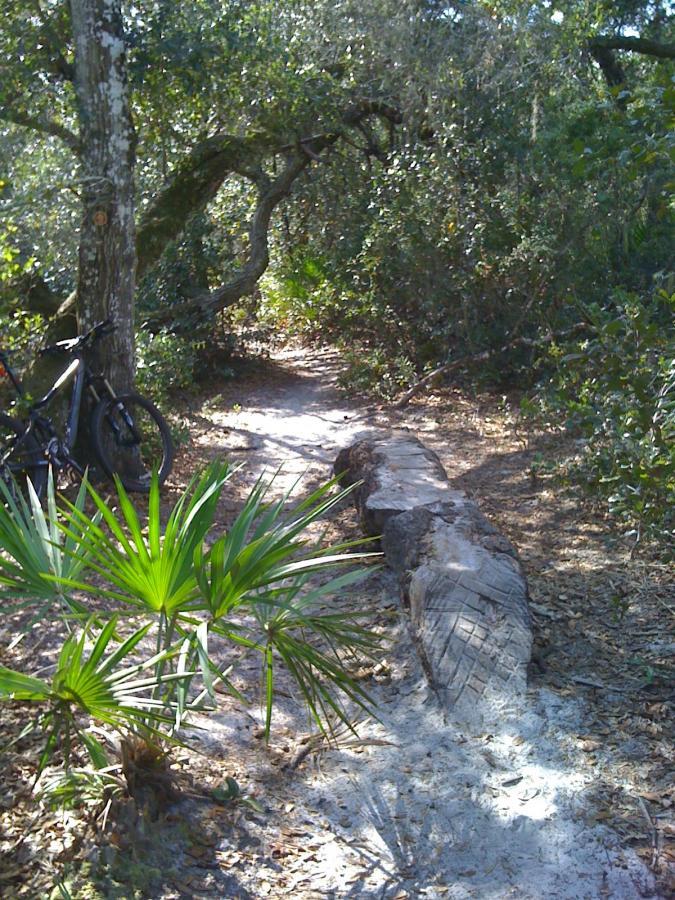 A narrow dirt path winding through a wooded area, with a fallen log acting as a makeshift bridge. A bicycle is leaning against a tree in the background, surrounded by lush greenery and palm-like plants. Sunlight filters through the leaves, creating dappled shadows on the ground. Spruce Creek Preserve mountain bike trail.