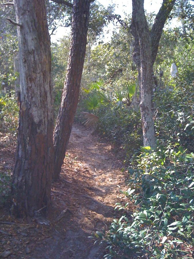 A narrow dirt path winding through a wooded area, flanked by tall trees and lush greenery. Sunlight filters through the leaves, creating a serene outdoor scene. Spruce Creek Preserve mountain bike trail.