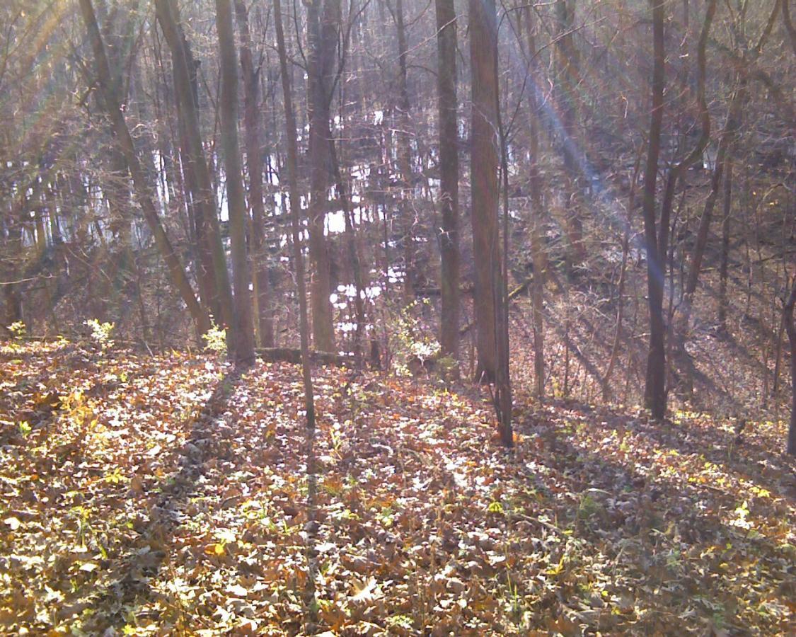A sunlit forest scene with trees casting long shadows on a carpet of fallen leaves, leading to a reflective body of water in the background. The overall ambiance is tranquil, showcasing the natural beauty of a wooded area in autumn. Heritage Park mountain bike trail.