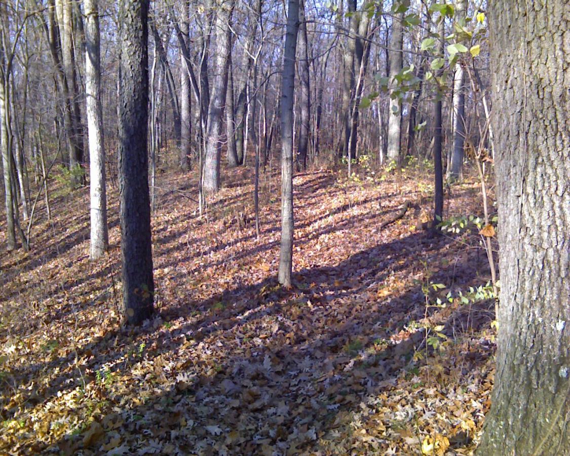 A tranquil forest scene featuring tall trees in a wooded area carpeted with fallen leaves. Sunlight filters through the branches, casting long shadows on the ground. The scenery suggests a serene autumn atmosphere with hints of greenery among the underbrush. Heritage Park mountain bike trail.