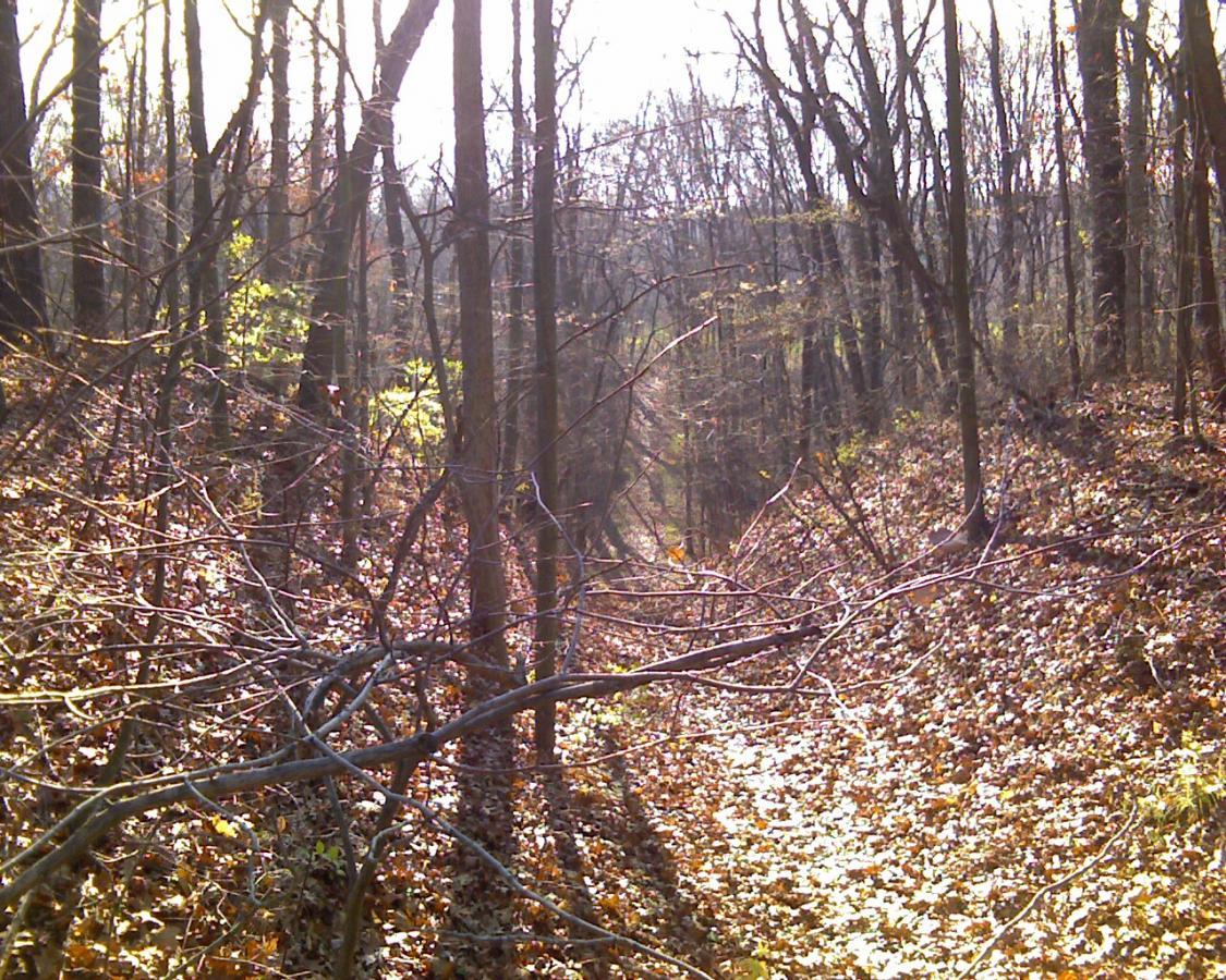A tranquil forest scene featuring a narrow natural path flanked by tall, bare trees. The ground is covered in a layer of fallen leaves, illuminated by soft sunlight filtering through the branches. Subtle hints of greenery can be seen among the trees, suggesting early signs of spring amidst the serene autumn atmosphere. Heritage Park mountain bike trail.