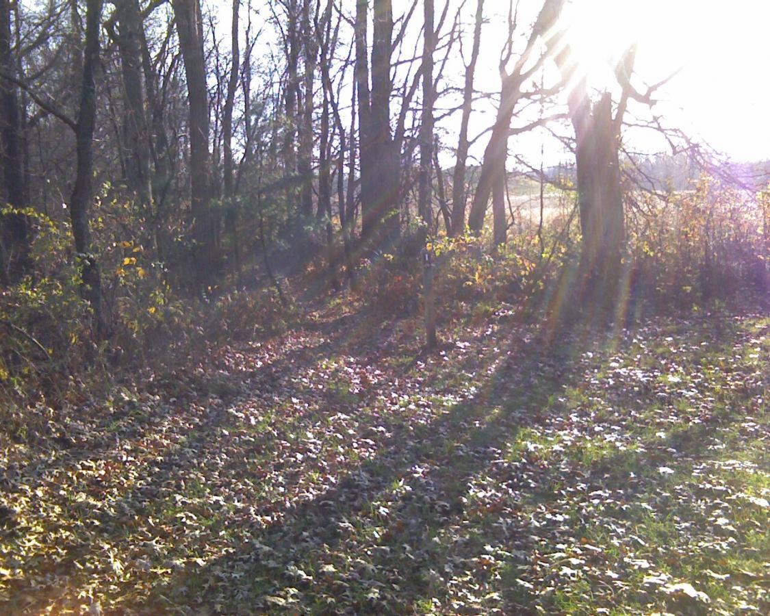 A sunlit forest trail surrounded by trees, with autumn leaves scattered on the ground, creating a serene natural setting. Sun rays filter through the branches, highlighting the pathway. Heritage Park mountain bike trail.