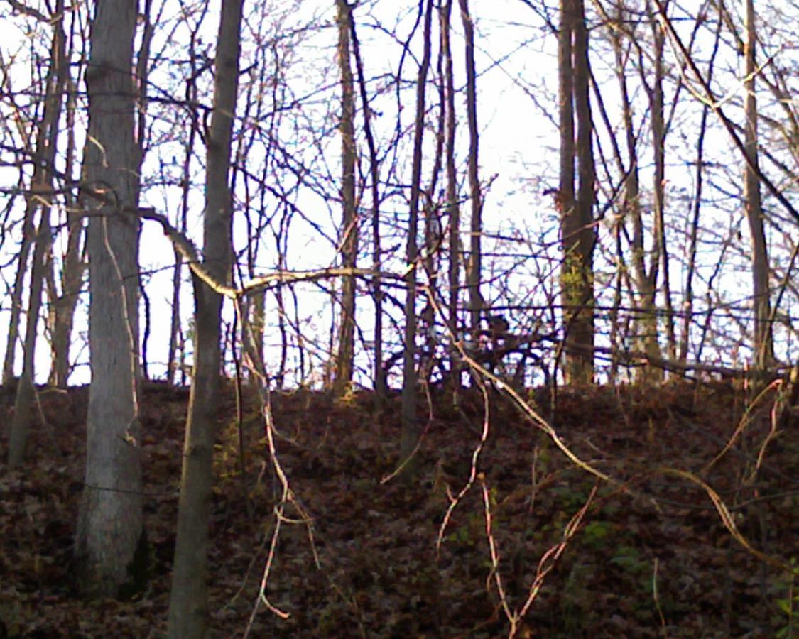 A wooded area with tall trees and bare branches, set against a clear sky. The ground is covered in fallen leaves, creating a natural, earthy landscape. Light filters through the trees, highlighting the textures of the bark and branches. Heritage Park mountain bike trail.