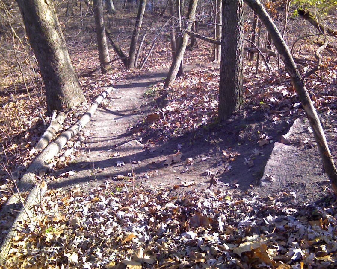 A dirt path winding through a wooded area, surrounded by trees and scattered fallen leaves. Sunlight filters through the branches, casting shadows on the trail. A fallen log lies across the path, adding a natural obstacle to the scenic landscape. Heritage Park mountain bike trail.