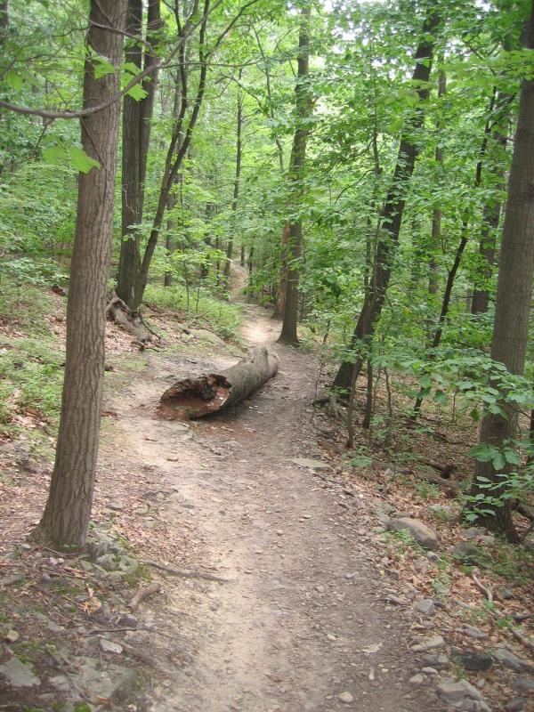 A winding dirt path through a lush green forest, with tall trees on either side and a fallen log across the trail. Sunlight filters through the leaves, creating a serene and tranquil atmosphere. North Park mountain bike trail.