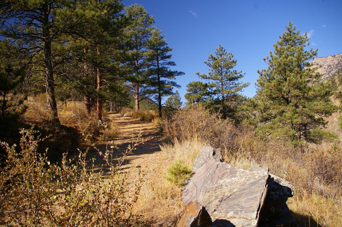 A winding dirt path surrounded by tall pine trees and shrubs under a clear blue sky. A large rock is partially in the foreground, adding to the natural scenery. The sunlight casts warm tones over the landscape, creating a peaceful outdoor setting. Round Mountain Summit Adventure Trail mountain bike trail.