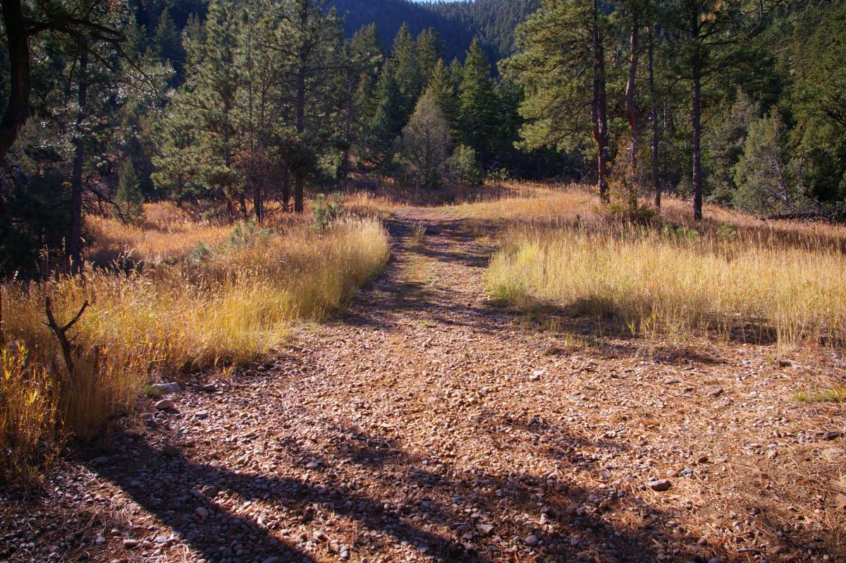 A winding dirt path surrounded by tall grasses and pine trees leads through a forested area, with mountains visible in the background under clear blue skies. Round Mountain Summit Adventure Trail mountain bike trail.