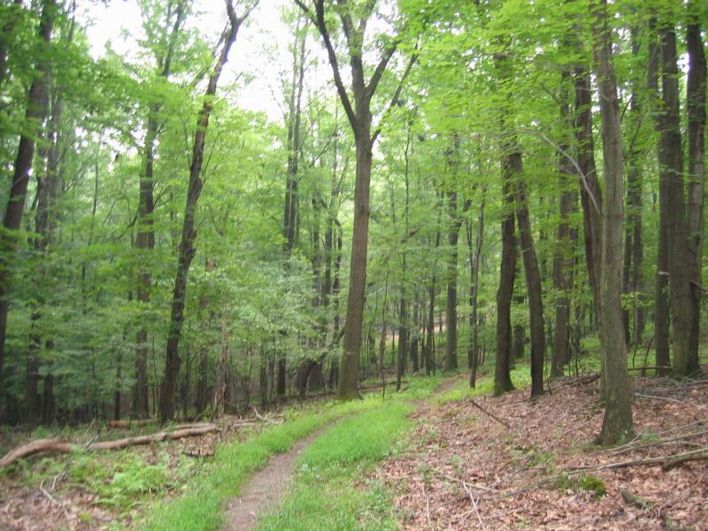 A serene forest path winding through tall trees, surrounded by lush green foliage. The ground is covered with fallen leaves and a mix of grass along the trail, creating a peaceful and natural atmosphere. North Park mountain bike trail.