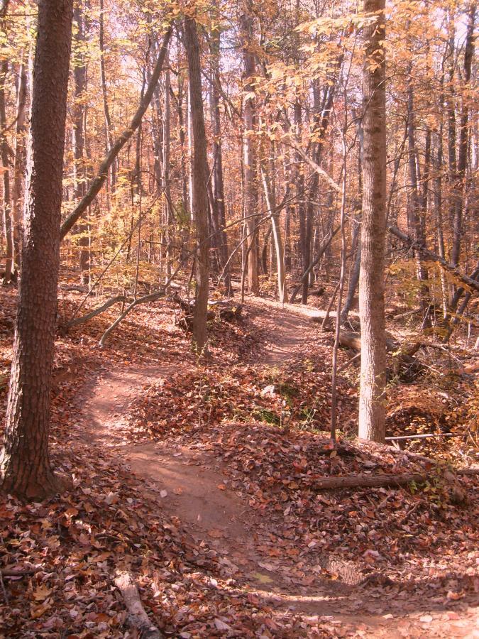 Scenic forest trail in autumn, featuring a pathway winding through trees with vibrant orange and yellow leaves on the ground. Sunlight filters through the canopy, creating a warm, inviting atmosphere. Wild Turkey mountain bike trail.