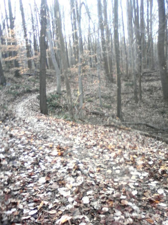 A winding dirt path through a forest, surrounded by tall trees with sparse foliage and a carpet of fallen autumn leaves covering the ground. Rosaryville State Park mountain bike trail.