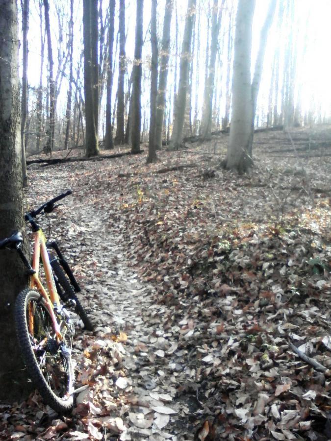 Alt text: A mountain bike resting against a tree on a winding trail in a wooded area, covered with a blanket of fallen leaves. Sunlight filters through the trees, illuminating the path ahead. Rosaryville State Park mountain bike trail.