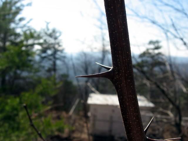 Close-up of a thorny branch with sharp thorns, set against a blurred background of trees and a distant structure in a natural, outdoor setting. Currahee Mountain Road mountain bike trail.