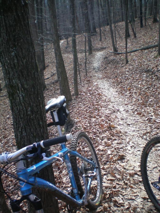 A blue mountain bike leaning against a tree on a leaf-covered forest path, with tall trees lining the trail in a quiet, wooded area. Carvin's Cove Trail system mountain bike trail.