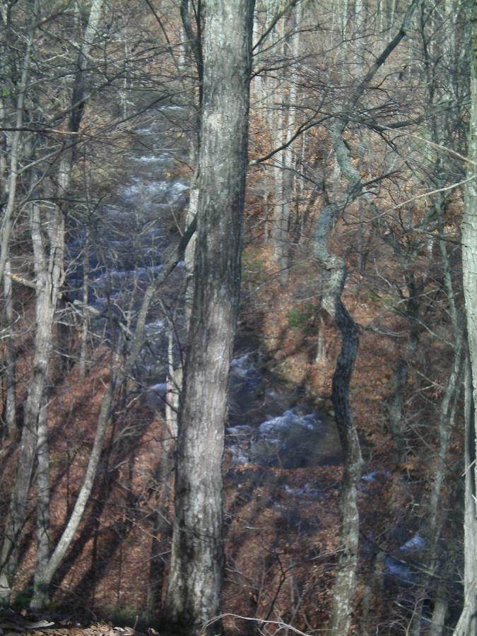 A serene forest scene featuring tall, barren trees with sparse foliage, set against a backdrop of autumn leaves. A small, flowing stream is partially visible among the trees, reflecting the natural beauty of the wooded area. Carvin's Cove Trail system mountain bike trail.
