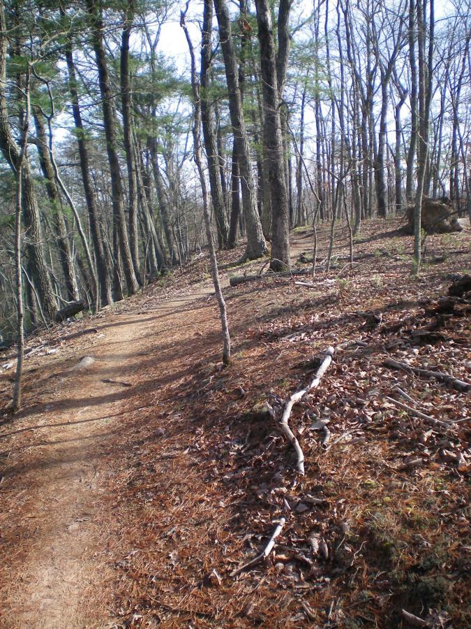 A winding dirt path meanders through a forest with bare trees and scattered leaves on the ground, set against a backdrop of greenery and rocks. The scene captures the tranquility of nature on a clear day. Carvin's Cove Trail system mountain bike trail.