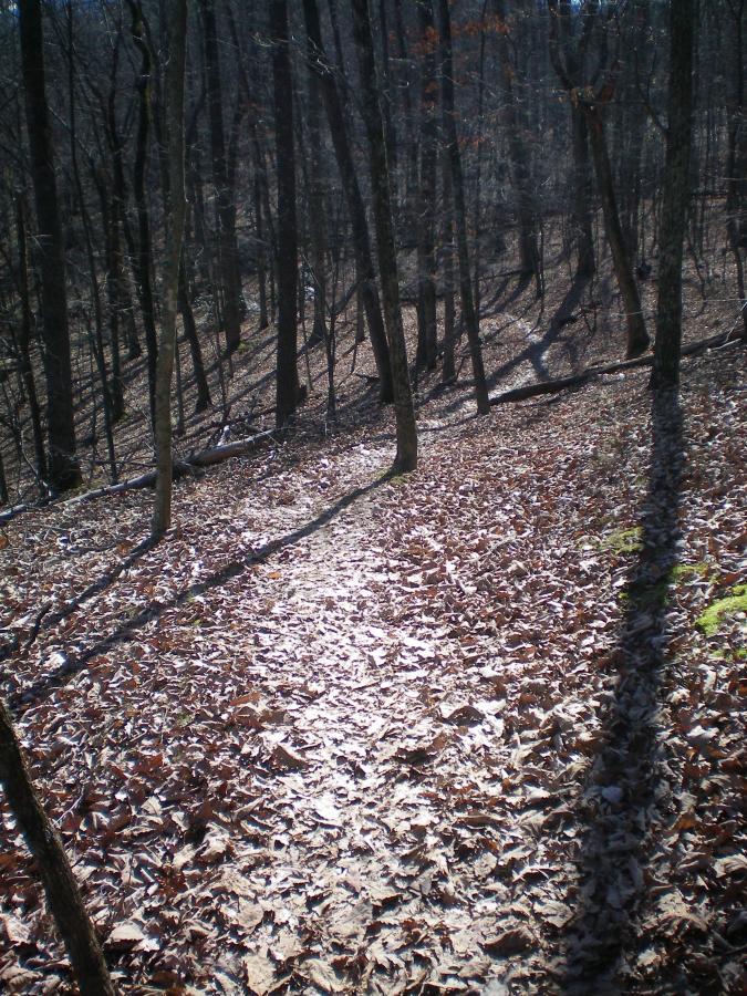 A winding dirt path covered with autumn leaves, surrounded by tall trees in a wooded area. The sunlight casts long shadows across the ground, creating a serene and peaceful atmosphere in nature. Carvin's Cove Trail system mountain bike trail.