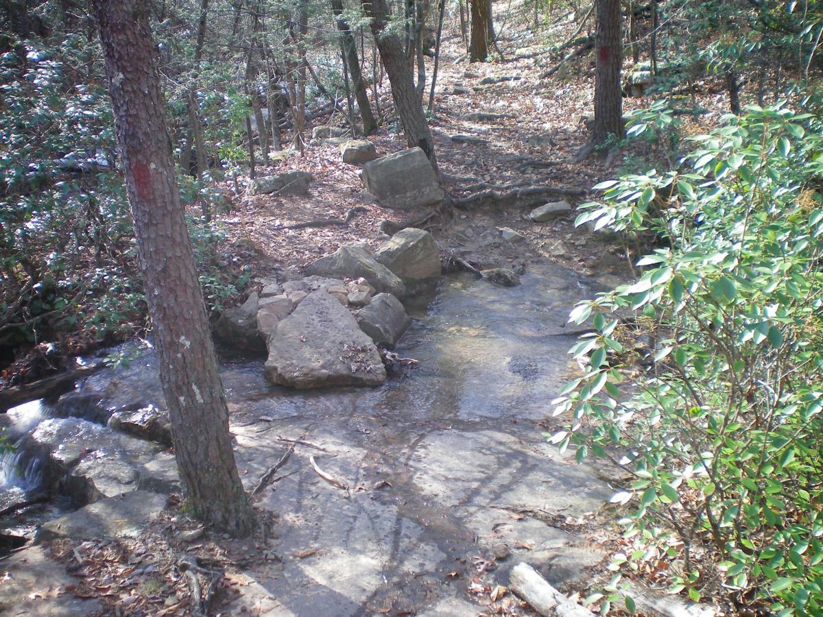 A rocky pathway through a forest, with a small stream flowing alongside it. Sunlight filters through the trees, illuminating the leaves and creating dappled shadows on the ground. There are scattered rocks and greenery along the trail, suggesting a natural and serene environment. Carvin's Cove Trail system mountain bike trail.