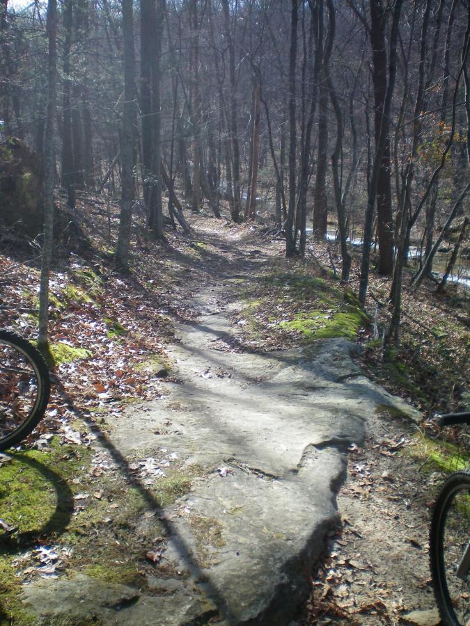 A winding trail through a forest, bordered by trees with bare branches. The path is rocky and uneven, scattered with fallen leaves and patches of moss, leading toward an area where a stream can be seen in the background. The lighting is bright, suggesting a clear day. Carvin's Cove Trail system mountain bike trail.
