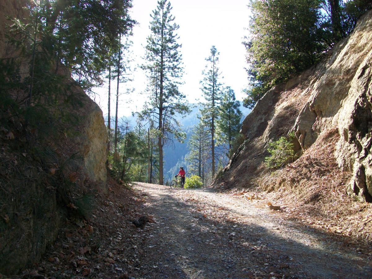 A mountain biking trail surrounded by tall pine trees and rocky cliffs. A cyclist in a red jacket is riding along a gravel path, with sunlight filtering through the trees, creating a serene and natural atmosphere. Brandy Creek mountain bike trail.