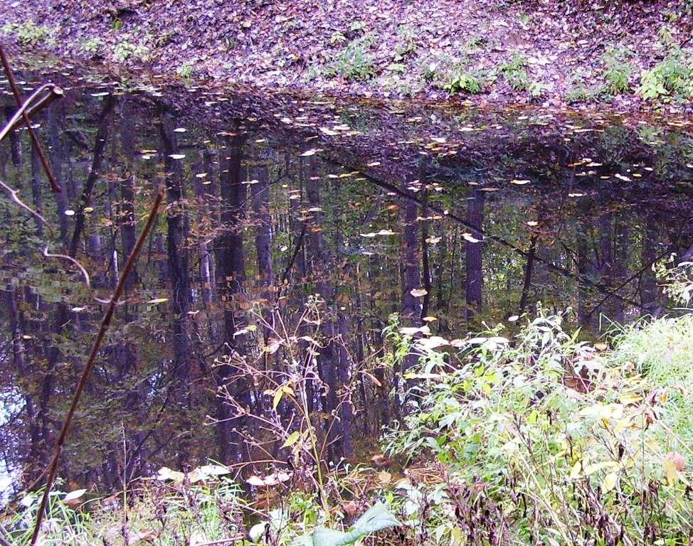 A serene scene of a forest reflected in calm water, surrounded by greenery and fallen leaves. The water's surface shows a mix of colorful autumn foliage and the silhouettes of trees, creating a tranquil and picturesque nature landscape. Ohio View Trail mountain bike trail.