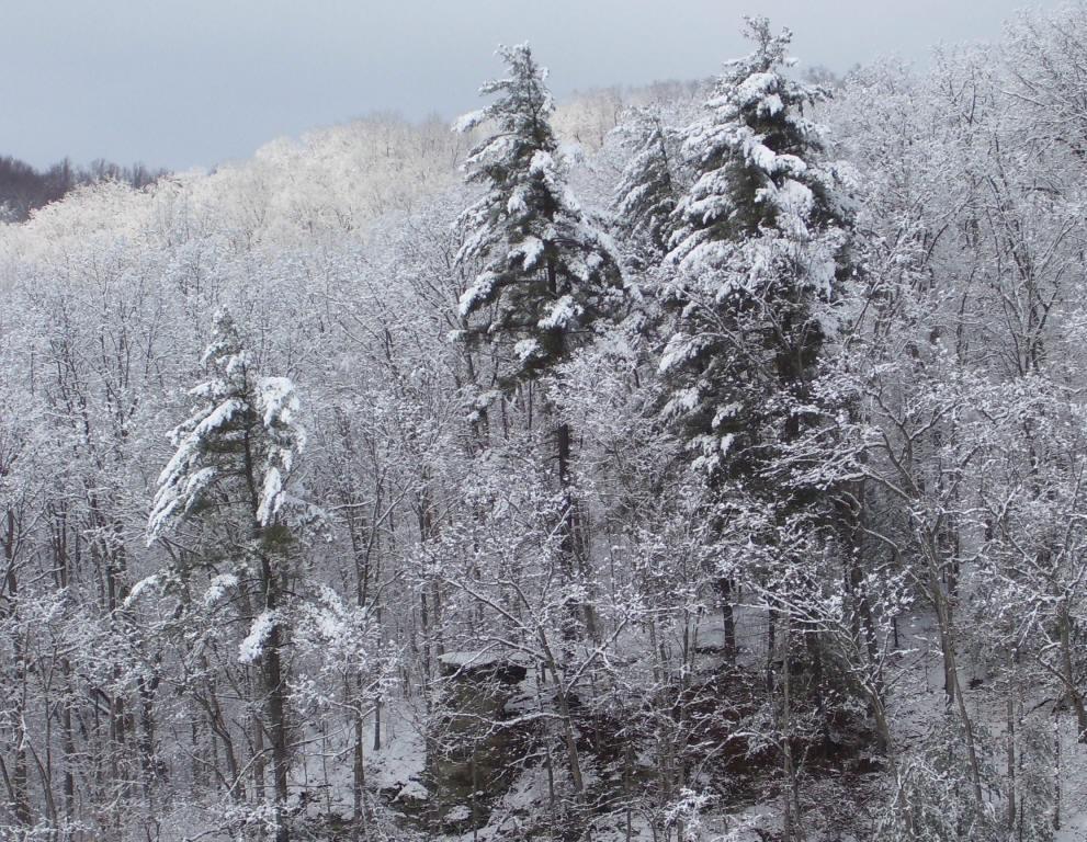 A serene winter landscape featuring snow-covered trees. The foreground showcases tall evergreen trees blanketed in snow, while the background displays a lightly frosted forest. The sky is overcast, adding to the peaceful and tranquil atmosphere of the scene. Mountwood mountain bike trail.