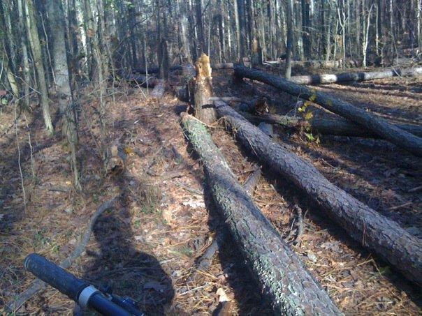 A forest scene showing several fallen trees and tree stumps, with a few leaves scattered on the ground. The light filters through the trees, casting shadows. A portion of a bicycle handlebar is visible in the foreground, suggesting that the image is taken from a cyclist